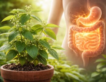 découvrez comment le gymnema sylvestris agit pour améliorer la santé digestive, ses bienfaits naturels et ses effets sur le système intestinal.